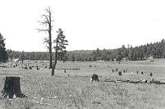 Barney Flat Historic Railroad Logging Landscape