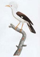 Painting of tufted, brown-and-white bird with a curved beak on a branch