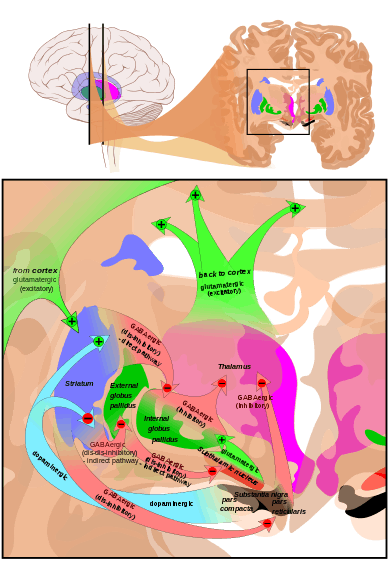 At the top, a line drawing of a side view of the human brain, with a cross section pulled out showing the basal ganglia structures in color near the center.  At the bottom an expanded line drawing of the basal ganglia structures, showing outlines of each structure and broad arrows for their connection pathways.