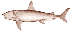 Drawing of shark in profile, showing split tail, and five dark bands that encircle the body between the head and pectoral bands