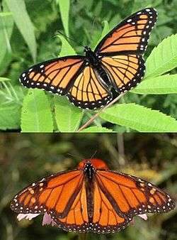 Viceroy and monarch butterflies illustrate Müllerian mimicry