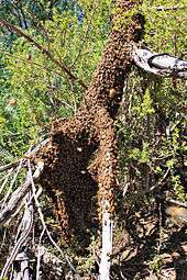 Bees completely covering the base of a fallen tree