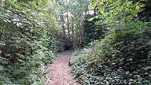 Path in Belsize Wood