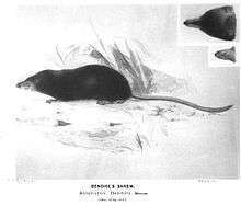 Drawings of a slender rodent with a long nose and tail