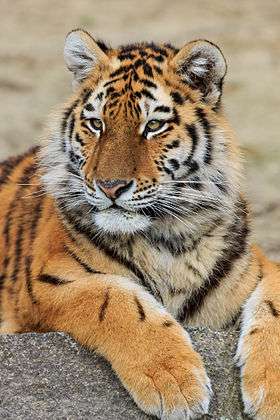Photograph of a Siberian tiger.