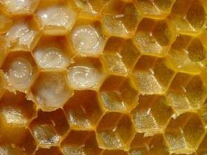 Full (with larvae) and empty (with eggs) honeycomb cells