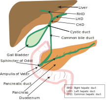 Biliary system new.svg