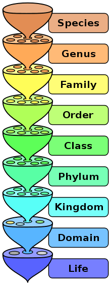 color diagram of taxonomy