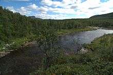 Photo de bouleaux bordant un cours d'eau dans la vallée de Tjulträsk.