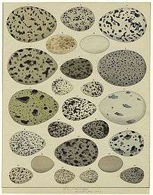 Old illustration, showing 23 birds' eggs of different size and colouring