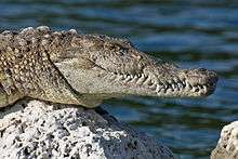A smiling American crocodile