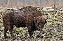European bison, facing right and looking at the camera