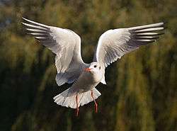 A white bird in mid-flight