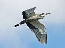 Black-headed Heron flying RWD.jpg