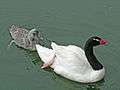 Black-necked Swan SMTC.jpg