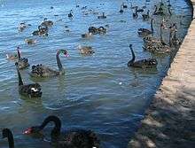Large number of black swans and much smaller black ducks close to the lake shore.