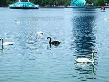 Black and White Swans at Lake Eola Park