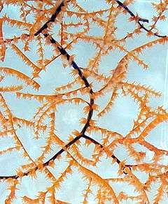 Black branches of coral, along which are arranged bright yellow polyps.