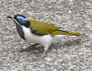 A medium-sized songbird with a prominent blue eye-patch sits on pebbled concrete.