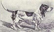 "A black and white drawing of a Basset type dog which is mostly white with dark patches. The dog is in profile, facing right"