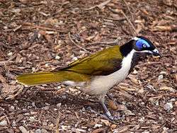 A medium-sized songbird with a prominent blue eye-patch stands on the ground with some sort of grub in its beak.