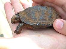 This shaded bog turtle specimen is resting in the palm of a person's hand, highlighting its petite size.