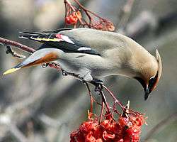 A gray and reddish bird eating berries