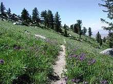 Photo of green grasses and purple flowers of penstemon along a mountain trail