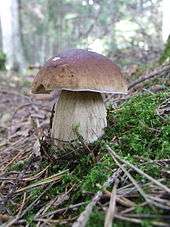 A mushroom with a brown smooth cap the shape of a halved sphere, atop a thick, dirty white stipe. The mushroom is growing on a sloping patch of ground amongst moss, twigs and other forest debris; trees can be faintly seen in the background.