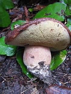 A mushroom with an reddish-brown cap that is curled upwards to reveal a cream-coloured porous underside that somewhat resembles a sponge. The thick stipe has a pinkish hue, and its thickness is a little less than half of the cap's diameter. The mushroom has been pulled from the ground and the end of its stipe is a whitish colour caused by hyphal tufts, and is embedded with dirt and other small twigs.