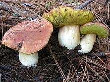 A group of three mushrooms with reddish-brown caps, bright yellow porous undersides, and thick white stipes. They are growing on the ground in soil covered with pine needles.