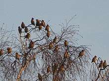 waxwings in a bare tree