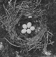 five white eggs in a twig nest