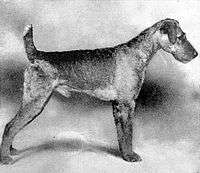 An airedale terrier facing right