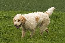 shaggy looking dog walking in grass. Hair is mostly dirty white with and orange spots side, tail and ears.