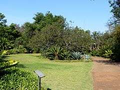 Cycad garden in the Pretoria National Botanical Garden