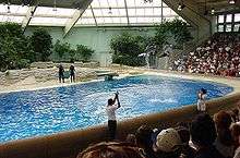 Two dolphins jumping high in the air in an indoor pool before an audience
