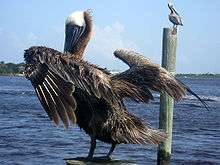A pelican stands on top of a piling with its wings spread, another, wings folded, in the background on a piling