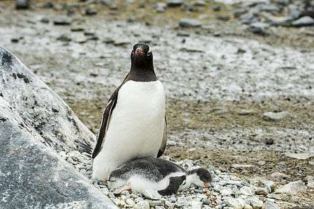Gentoo watching over a sleeping chick at Brown Bluff
