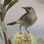 Brown honeyeater stands on top of a Banksia flower
