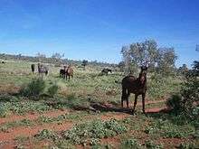 A small group of dark-colored horses standing near a dirt road