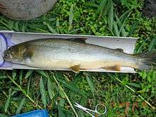 A bull trout on a measuring board in the SNRA