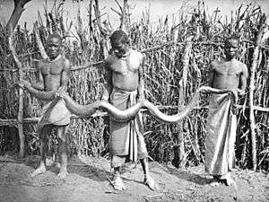 black and white photo, showing 3 African men dressed in loincloths holding an outstretched snake