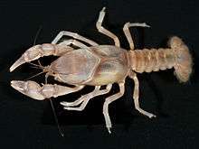 Fallicambarus burrisi (burrowing bog crayfish)