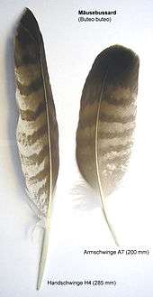 Two feathers, barred light and dark brown, lie next to each other.  One is long and pointed, the other shorter and rounder.