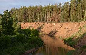 Pine stand on river in Buzuluksky Bor NP