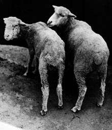 two Cobalt deficient sheep facing away from camera