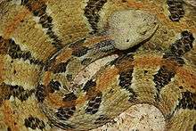 A black, gray, and brown snake somewhat coiled up and looking at the viewer.