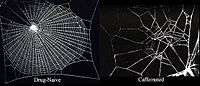 Caffeine effects on spider webs.