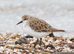 Red-necked stint standing